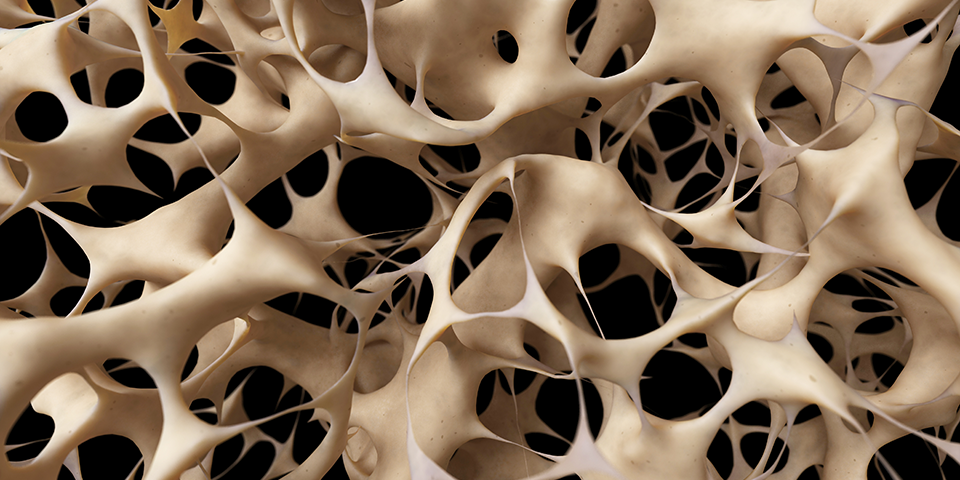 Cross-section of bone tissue